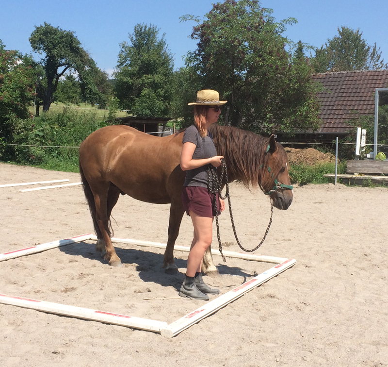Bodenarbeit, Horse-Agility und Reiterspiele